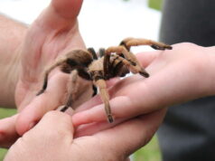 Δημοφιλής Εξωτικά Κατοικίδια Exotic Pets