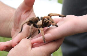 Δημοφιλής Εξωτικά Κατοικίδια Exotic Pets